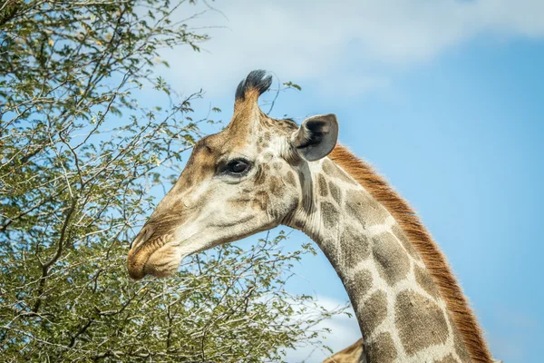 Jirafa comiendo hojas . — Foto de Stock