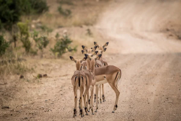 Grupo de fêmeas Impalas por trás . — Fotografia de Stock
