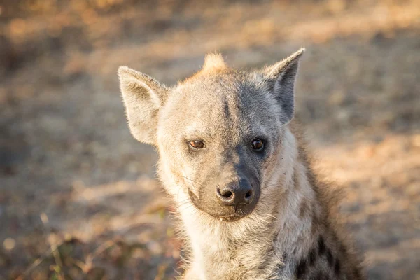 Gesichtetes Hyänenweibchen starrt in die Kamera. — Stockfoto