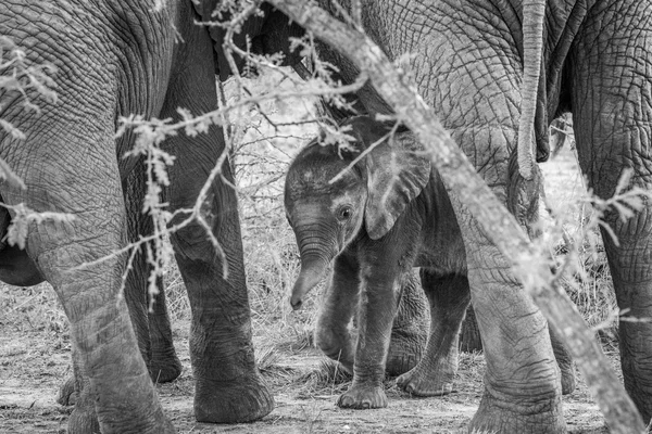 Photo en noir et blanc d'un bébé éléphant entre les jambes de sa mère . — Photo