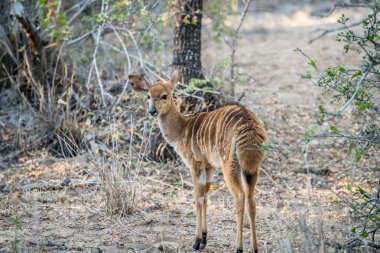 Genç yıldızı kameraya Nyala.