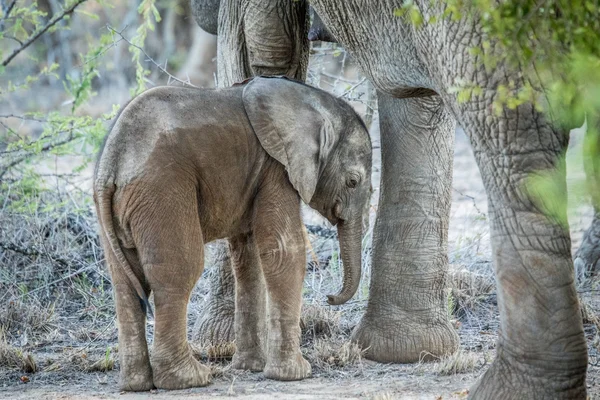 Elefante joven entre las piernas de su madre . — Foto de Stock