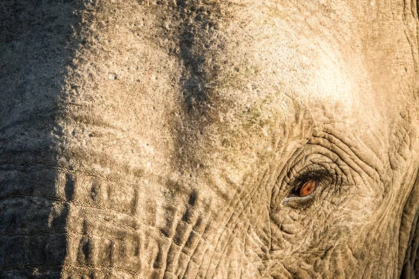 Primer plano de un ojo de elefante africano . — Foto de Stock