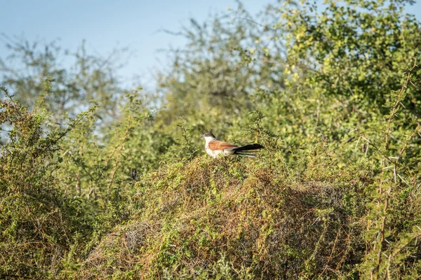 Burchell's coucal in a tree. — Stock Photo, Image