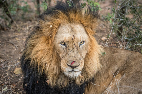 Huge male Lion starring.