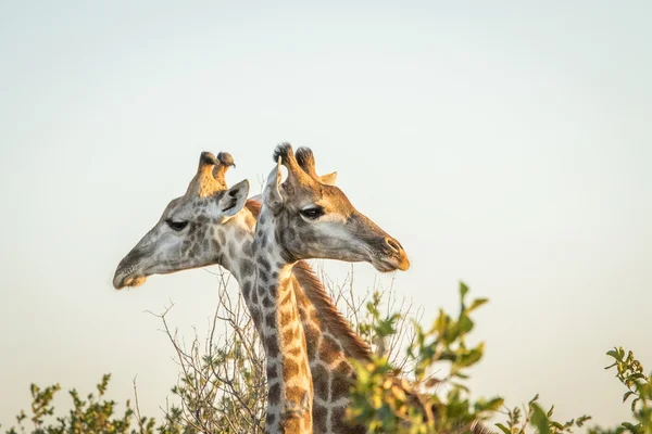 Profil latéral de deux girafes . — Photo