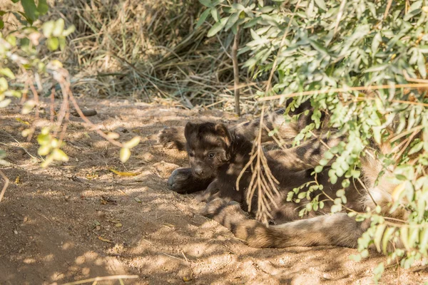 Maličké hyena skvrnitá pup v písku. — Stock fotografie