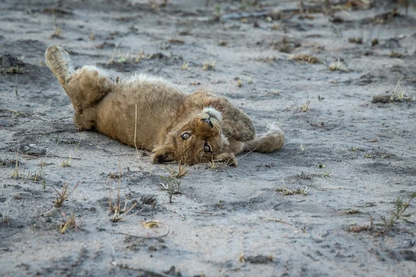 Lion cub rolling in the sand. — Stock Photo, Image