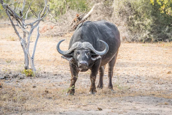 Buffalo hrají na kameru. — Stock fotografie