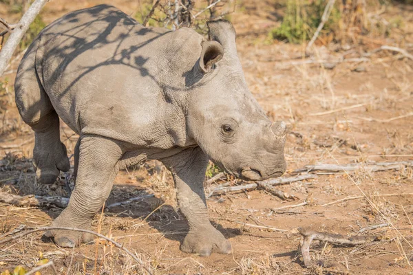 Curious little baby White rhino. — Stock Photo, Image
