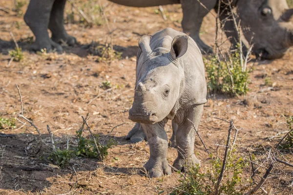 Pequeño bebé curioso rinoceronte blanco . —  Fotos de Stock