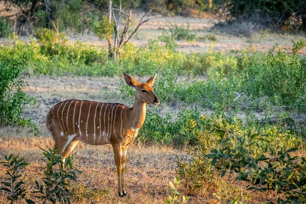 Nyala feminina estrelando em Kruger . — Fotografia de Stock