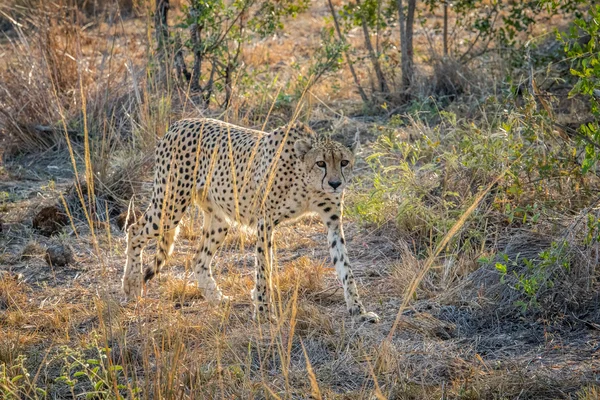 Gepard, procházky v trávě. — Stock fotografie