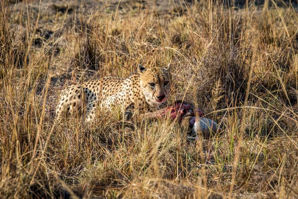 Gepard, jíst z bahnivec jatečně upraveného těla v trávě. — Stock fotografie