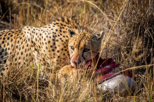 Cheetah comendo de uma carcaça Reedbuck na grama . — Fotografia de Stock