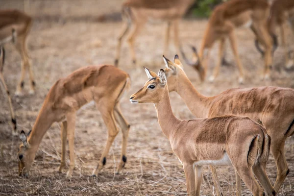 Un groupe de femmes Impalas à Kruger . — Photo