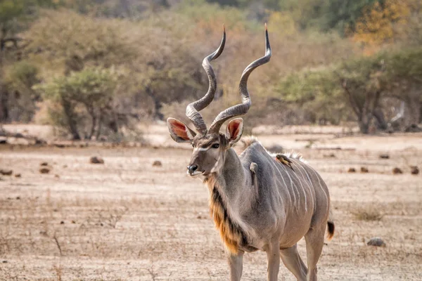 Grande maschio Kudu a piedi nel cespuglio con Oxpeckers . — Foto Stock