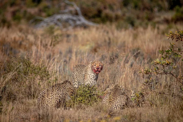 Gepardengruppe Ernährt Sich Von Einem Blauen Gnu Wgr Südafrika — Stockfoto