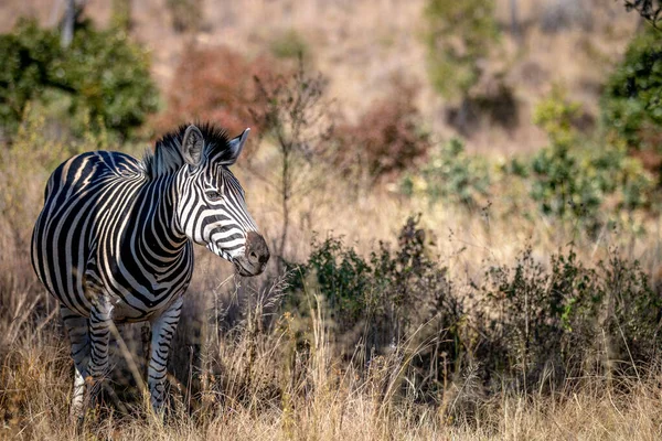 Zebra Spacerująca Wysokiej Trawie Wgr Republika Południowej Afryki — Zdjęcie stockowe