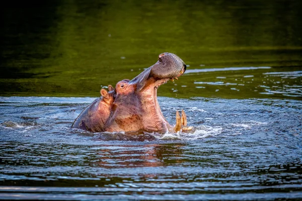 Hippo Exibindo Uma Barragem Água Wgr África Sul — Fotografia de Stock