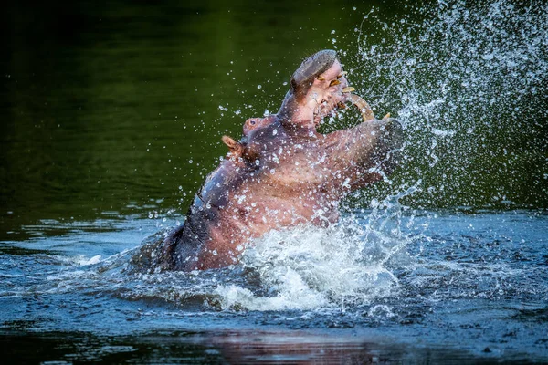 Hipopótamo Mostrando Una Presa Agua Wgr Sudáfrica —  Fotos de Stock