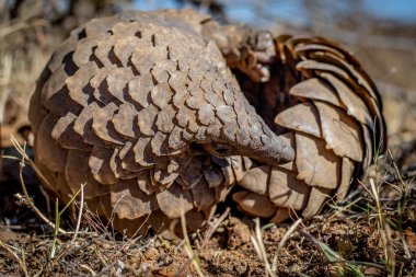 Zemin pangolini Güney Afrika 'da, WGR' da çimlere yuvarlanıyor..