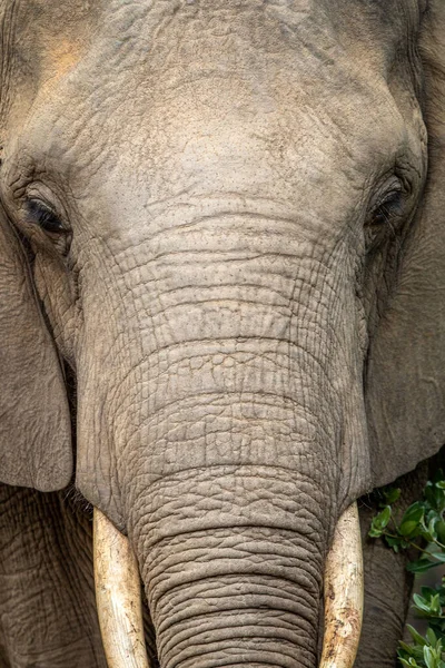 Primer Plano Elefante Africano Wgr Sudáfrica — Foto de Stock