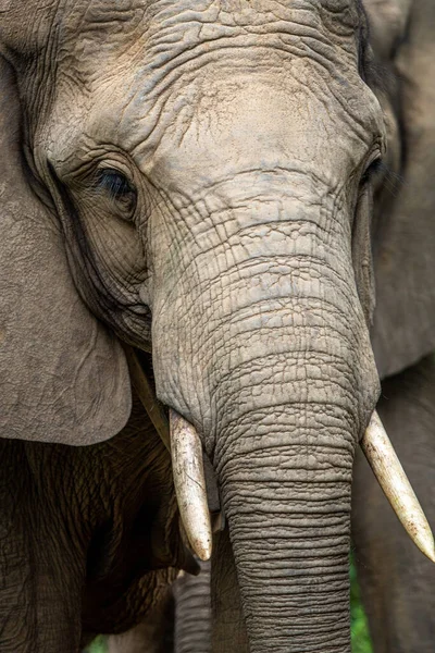Närbild Afrikansk Elefant Wgr Sydafrika — Stockfoto