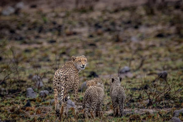 Cheetah Mamma Con Cuccioli Nel Cespuglio Nel Wgr Sud Africa — Foto Stock