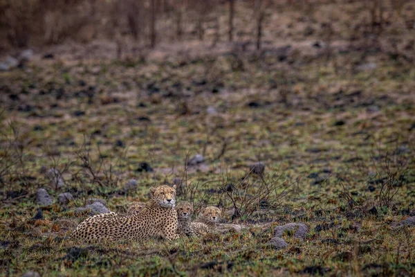 Gepardí Maminka Mláďaty Buši Wgr Jižní Afrika — Stock fotografie