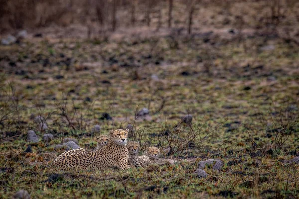 Cheetah Mamá Con Cachorros Arbusto Wgr Sudáfrica — Foto de Stock
