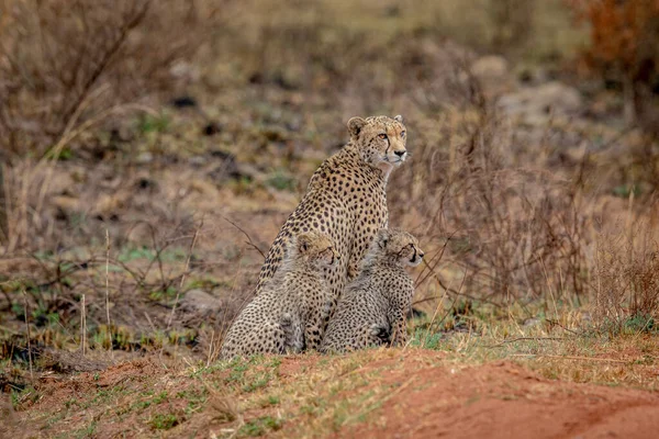 Cheetah Mom Cubs Bush Στο Wgr Νότια Αφρική — Φωτογραφία Αρχείου
