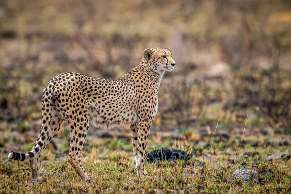 Cheetah Στέκεται Στο Θάμνο Και Παρατηρώντας Στο Wgr Νότια Αφρική — Φωτογραφία Αρχείου