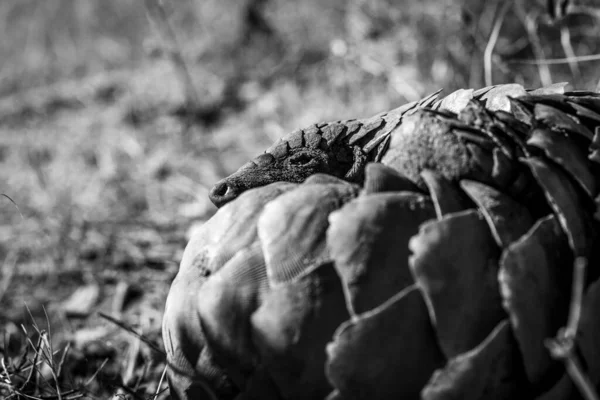 Ground pangolin rolling up in the grass in black and white in the WGR, South Africa.