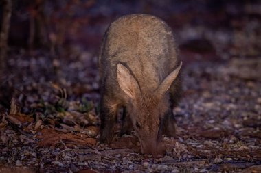 Aardvark foraging for ants in the WGR, South Africa. clipart