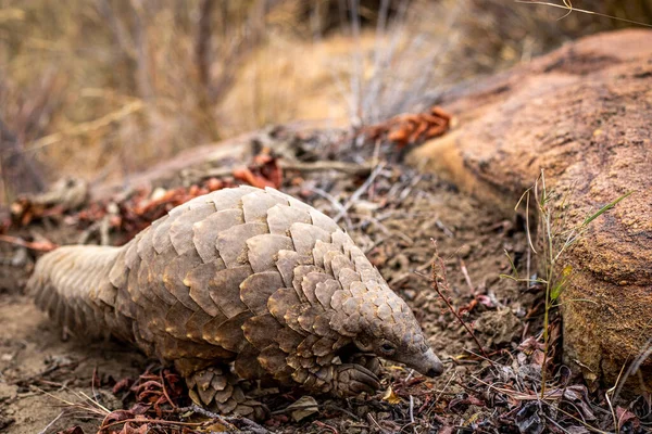 Pangolin Moulu Rampant Dans Brousse Dans Wgr Afrique Sud — Photo