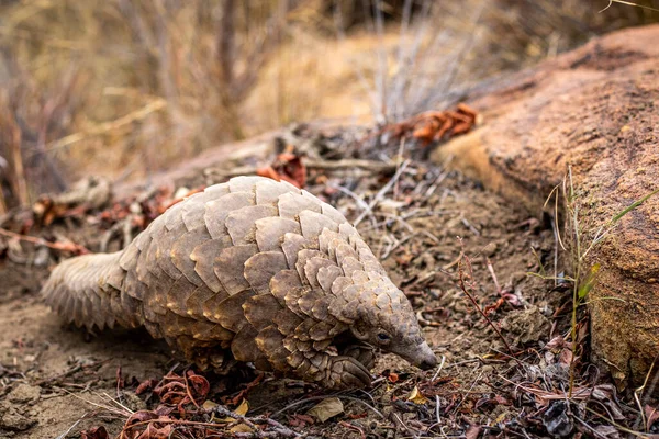 Pangolin Moulu Rampant Dans Brousse Dans Wgr Afrique Sud — Photo