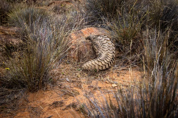 Pangolin Moulu Rampant Dans Brousse Dans Wgr Afrique Sud — Photo