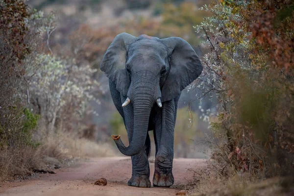 Toro Elefante Grande Caminando Hacia Cámara Wgr Sudáfrica — Foto de Stock