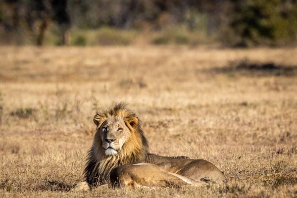 Parning Lejonpar Som Ligger Gräset Wgr Sydafrika — Stockfoto