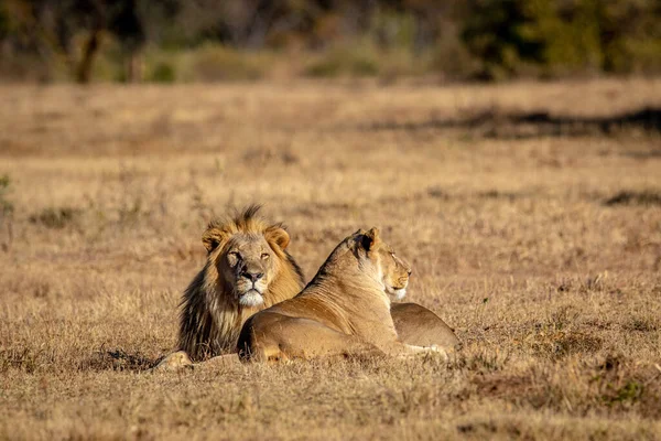 Mating Lion Couple Laying Grass Wgr South Africa — Stock Photo, Image