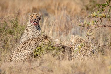 Güney Afrika, WGR 'da bir grup çita mavi bir antilopla besleniyor..