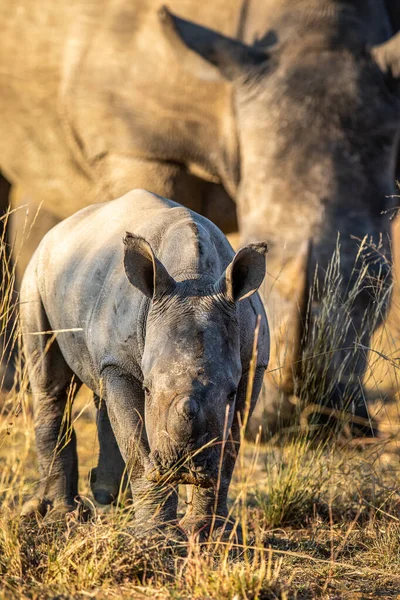 Piccolo Vitello Rinoceronte Bianco Pascolo Con Madre Sud Africa — Foto Stock
