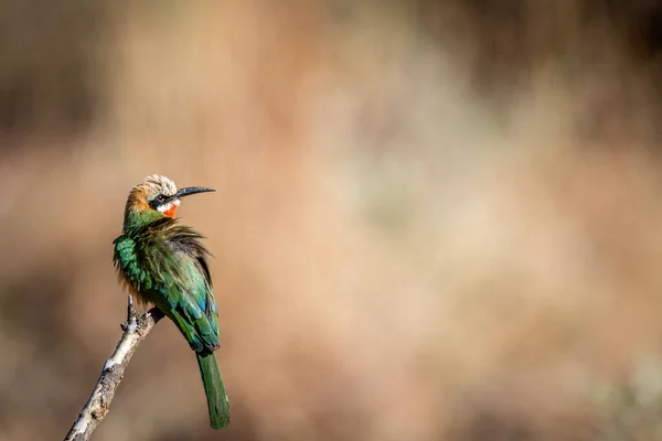 White Fronted Bee Eater Sitting Branch Wgr South Africa — Stock Photo, Image