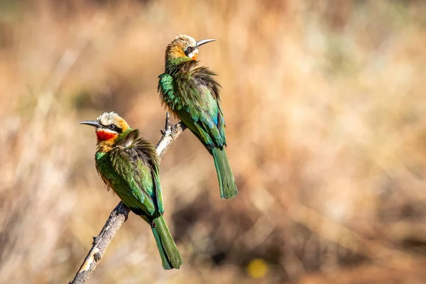 Dva Bílí Včelaři Sedící Větvi Wgr Jižní Africe — Stock fotografie