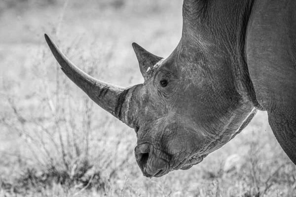Perfil Lateral Uma Cabeça Rinoceronte Branco Preto Branco África Sul — Fotografia de Stock