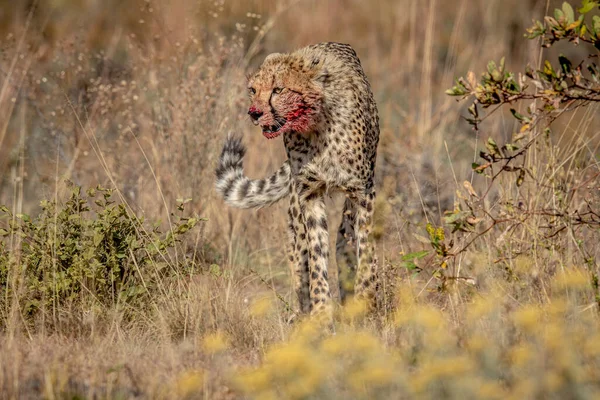 Cheetah Com Rosto Sangrento Caminhando Direção Câmera Wgr África Sul — Fotografia de Stock