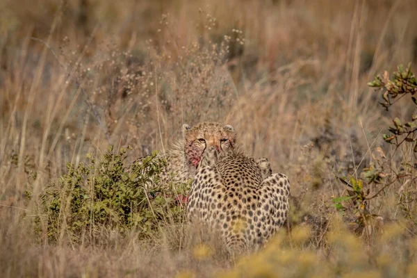 Grupo Cheetahs Alimentándose Ñus Azul Wgr Sudáfrica — Foto de Stock