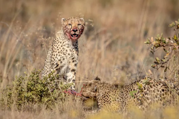 Ομάδα Cheetahs Που Τρέφονται Blue Wildebeest Στο Wgr Νότια Αφρική — Φωτογραφία Αρχείου