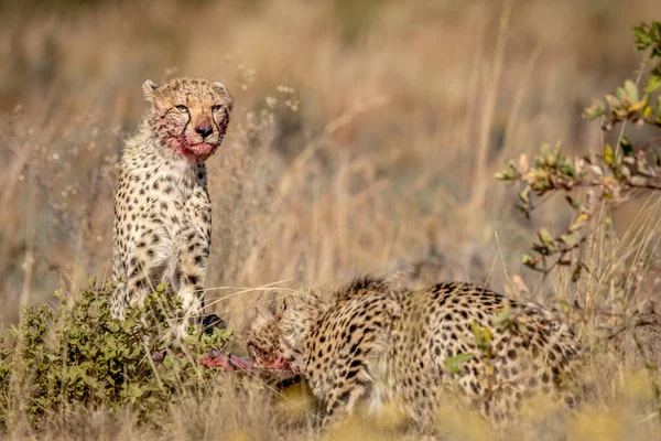 Grupo Cheetahs Alimentando Gnu Azul Wgr África Sul — Fotografia de Stock